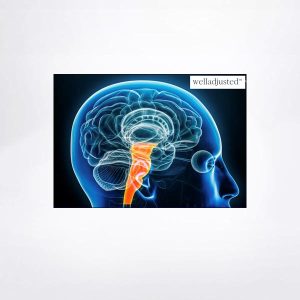Brainstem Overwhelm Course